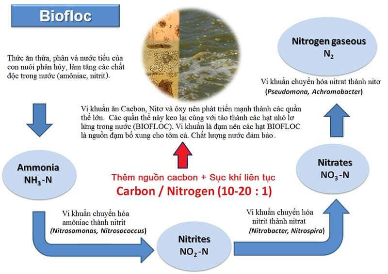 Biofloc là gì?